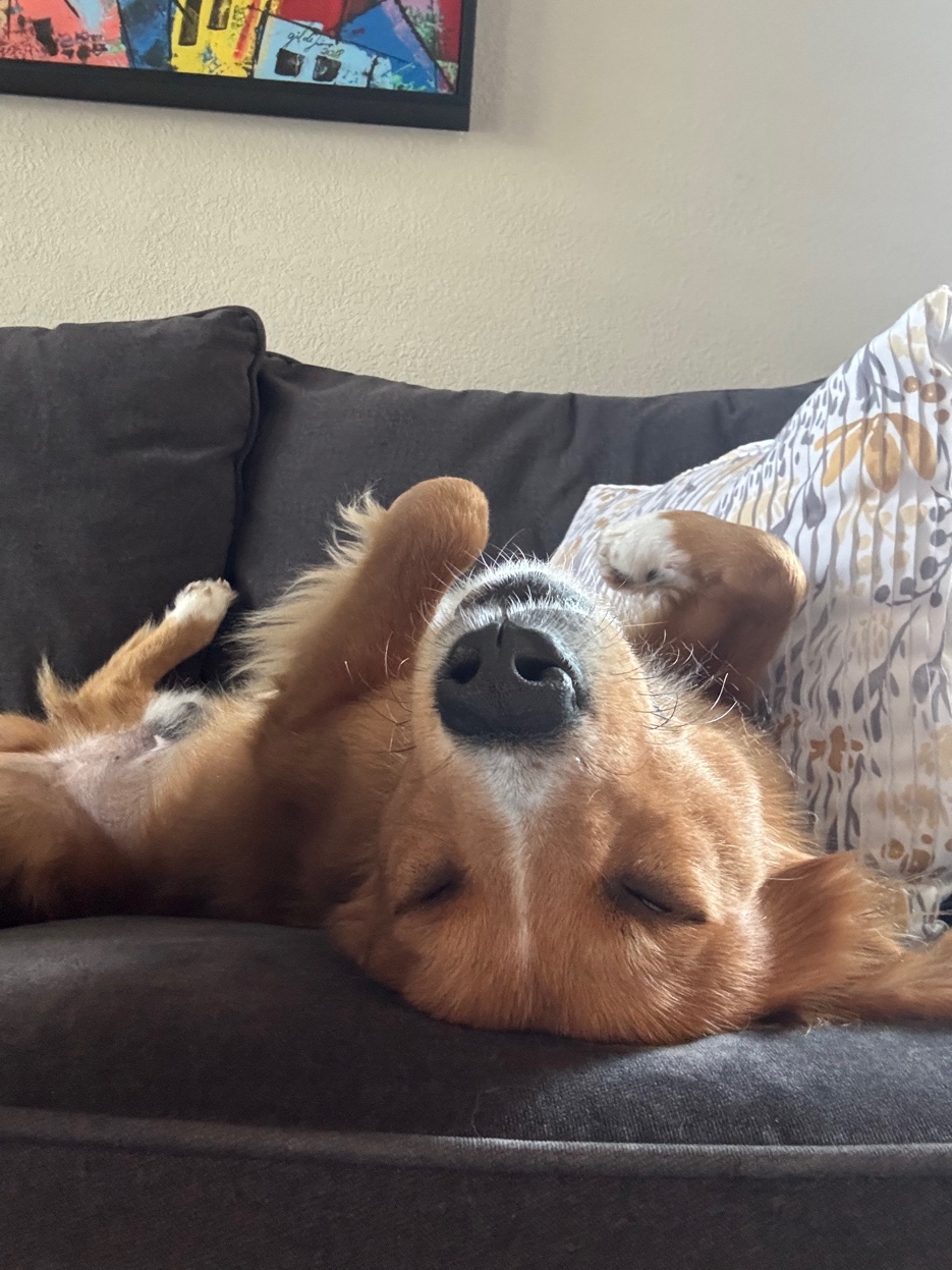 Dog sleeping upside down on couch