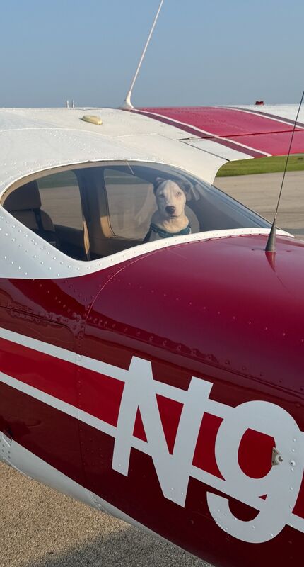 Rescue dog looking out the window of Hope