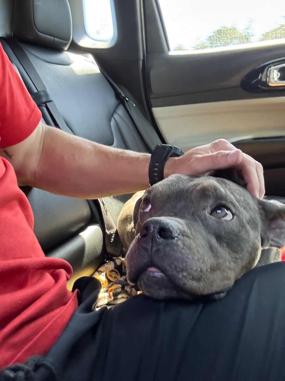 Rescue bulldog being comforted