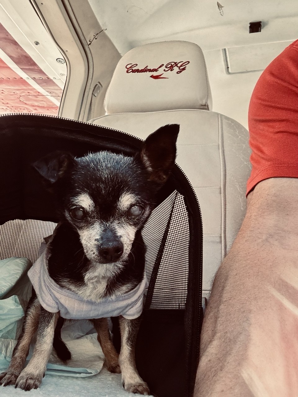 Mia, a blind senior dog, riding safely inside the plane named Hope
