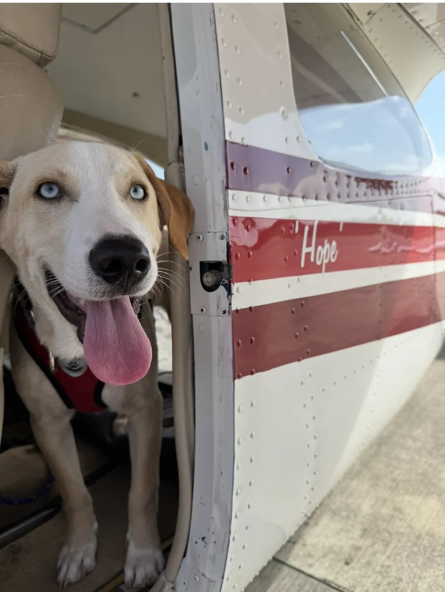 White and tan dog looking out beside Hope’s open door
