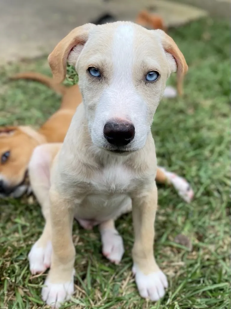 White and tan puppy sitting on grass, with another puppy behind