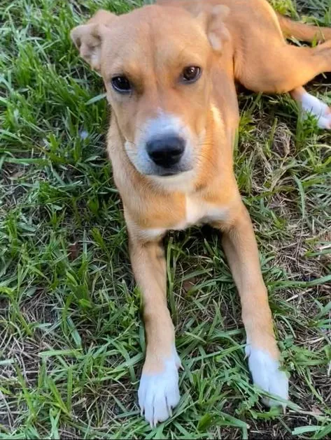 Tan puppy with white paws resting on grass