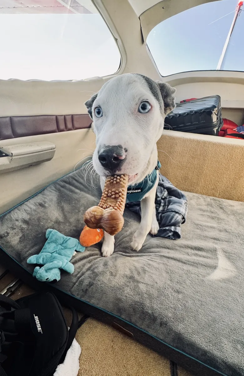 White puppy with dark ears holding a chew toy on a blanket