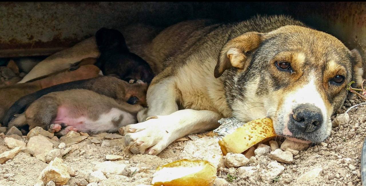A gaunt stray mother dog and her newborn puppies surviving on rubble