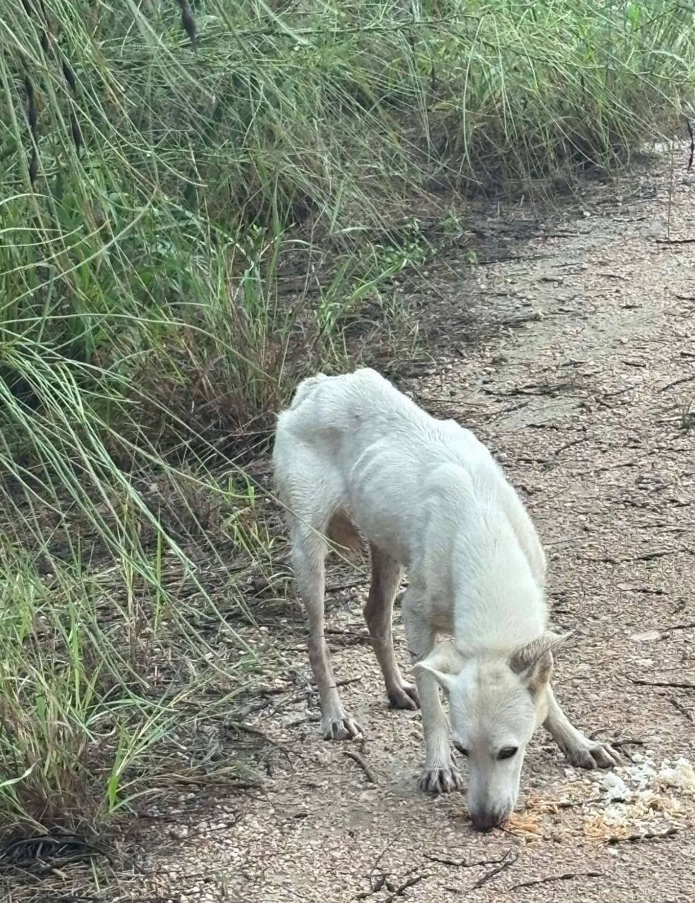 Raina alone on a rural path