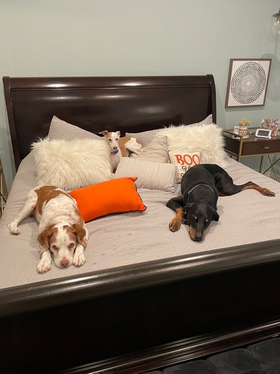 Malachi, Wally and Mae on the bed