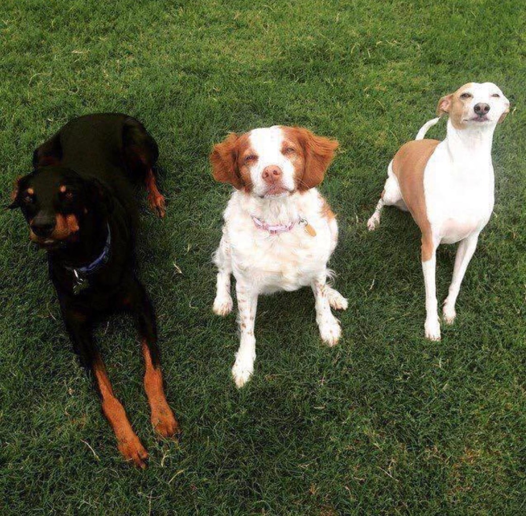 Malachi, Wally and Mae on the grass