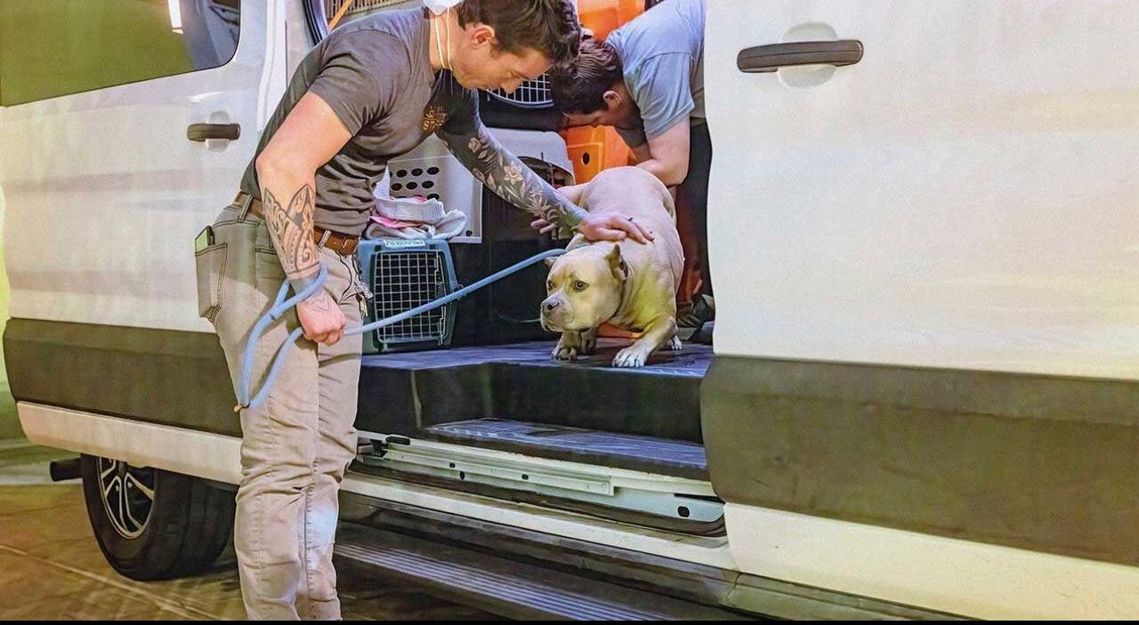 Rescue volunteers loading a dog into a transport van