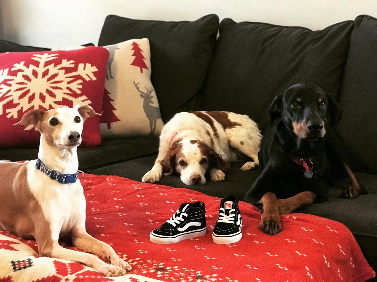 All three dogs on the Christmas couch